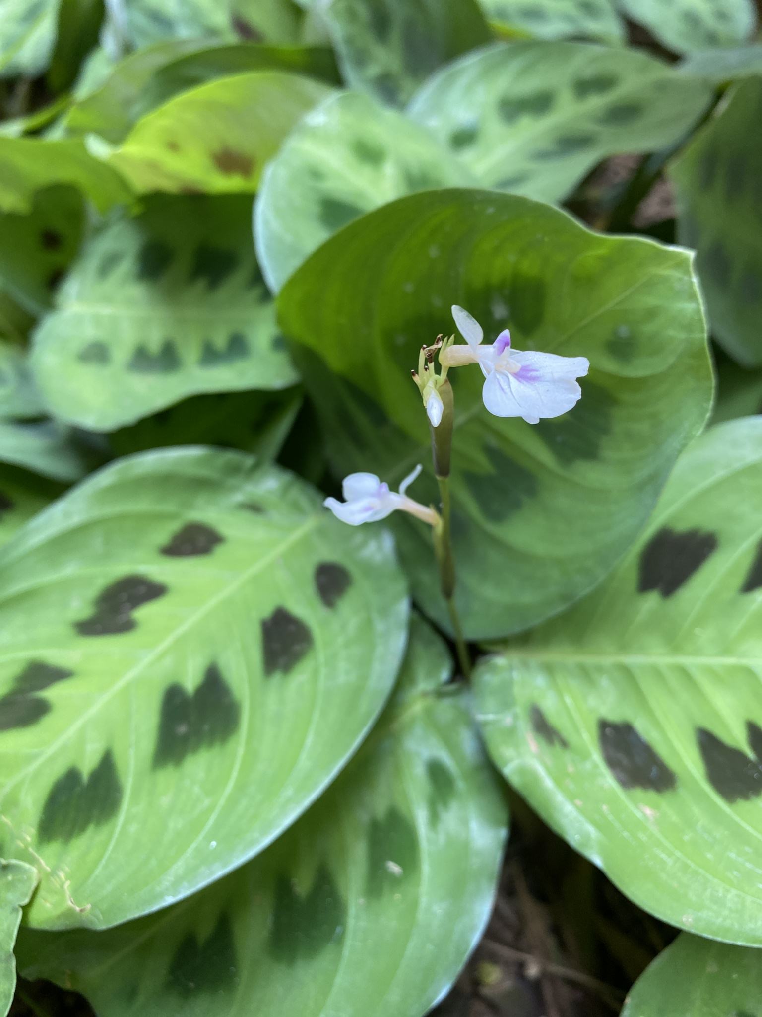 Maranta leuconeura 'Kerchoveana'
